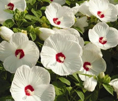 Huge Hardy White Hibiscus Live Plant Bare Root - Hibiscus grandiflorus - Ideal for Fall Planting