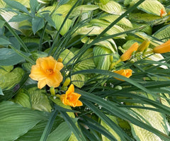 10 Stella D'oro Daylily Bulbs, Yellow Flowers, Bare Roots, Hemerocallis 'Stella de Oro', Spring Planting, Deer-Resistant, Zones 2-9