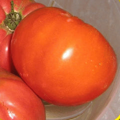 Giant Belgian Pink Tomato Seeds - Heirloom Variety, Fresh Seed for Home Gardening - Solanum lycopersicum