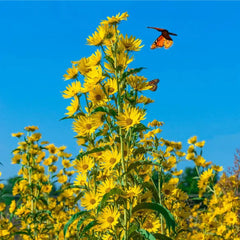 Maximilian Sunflower Seeds | 300+ Non-GMO Perennial Flower Seeds | Helianthus maximiliani