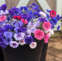 Bachelor Button Seeds - Polka Dot Variety - Heirloom Non-GMO - Centaurea cyanus - USA Grown - Flower Seeds for Planting