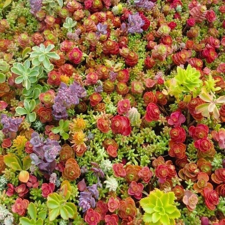 Mixed Sedum Seeds - 100+ Varieties - Beautiful Succulent Groundcover - Stonecrop - Free Shipping USA