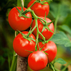 Moneymaker Vine Tomato Seeds | Indeterminate Cordon Stake Variety | Solanum lycopersicum | 2025 Planting