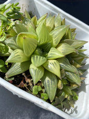 Haworthia Plant 4 Inch Pot Cathedral Window Haworthia Green Succulent Haworthia cymbiformis