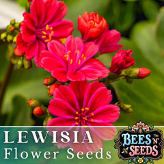 Ruby Lewisia Seeds - 35 or 100 Non-GMO Flower Seeds for Garden - Lewisia cotyledon, Colorful Perennial Blooms