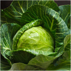 Early Round Dutch Cabbage Seeds 300+ Non-GMO Vegetable Garden Seeds for Planting, Brassica oleracea
