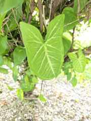 Arrowhead Plant Variety Pack - 2 Live Rooted Plants - Syngonium Podophyllum - Indoor Houseplants from Florida