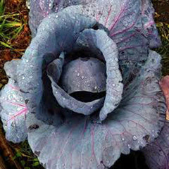 Red Acre Cabbage Seeds - Heirloom Variety, 25+ Seeds, Colorful Tasty Healthy Veggie, Brassica oleracea