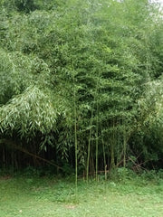 Mosso Bamboo Roots - 2 Free Pieces - Plantable All Year - Spring SA - Perfect for Gardens and Landscaping
