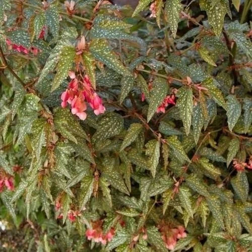 Angel Wing Begonia Medora Rooted Starter Plants - Free Shipping, Buy 2 Get 1 Free - Ideal House Plant for Indoor Decor