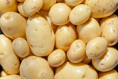 Yukon Gold Seed Potatoes for Planting - Organic, Certified, 1 lb - Solanum tuberosum