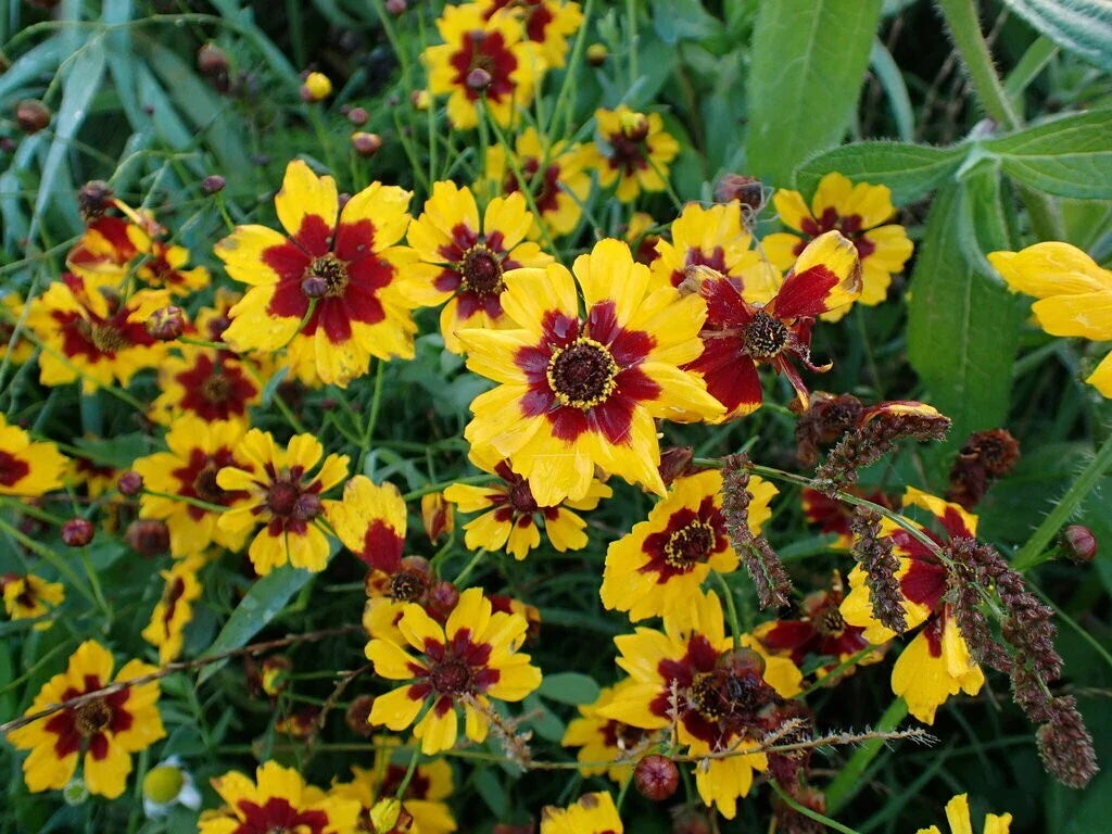 Plains Coreopsis Seeds - Bulk Pack - Wildflower Variety - Coreopsis tinctoria