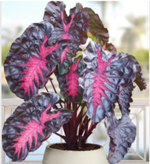 Colocasia esculenta Elephant Ear Plant - Small Rooted Starter - Tropical Houseplant - Live Indoor Plant