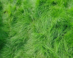 Creeping Red Fescue Seeds 1,000 Count - Festuca rubra - Ideal for Lawn, Erosion Control, and Shade Areas
