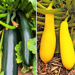Black and Yellow Summer Squash Seeds Mix - Combination Pack - Cucurbita pepo