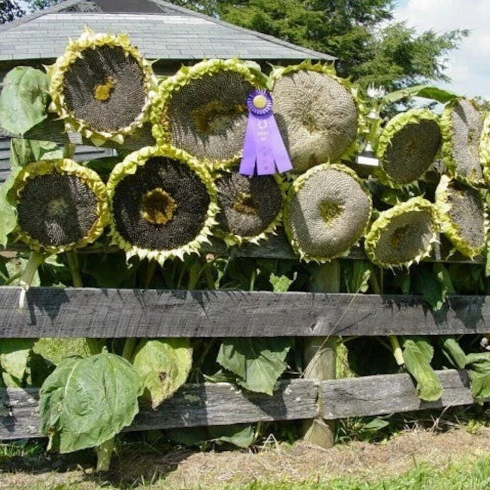 Giant Mongolian Sunflower Seeds - Non-GMO, Bulk Pack for Planting