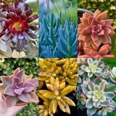 Rainbow Succulent Bundle - 6 Colorful Live Succulents/Cuttings - Assorted Varieties (Variety May Vary)