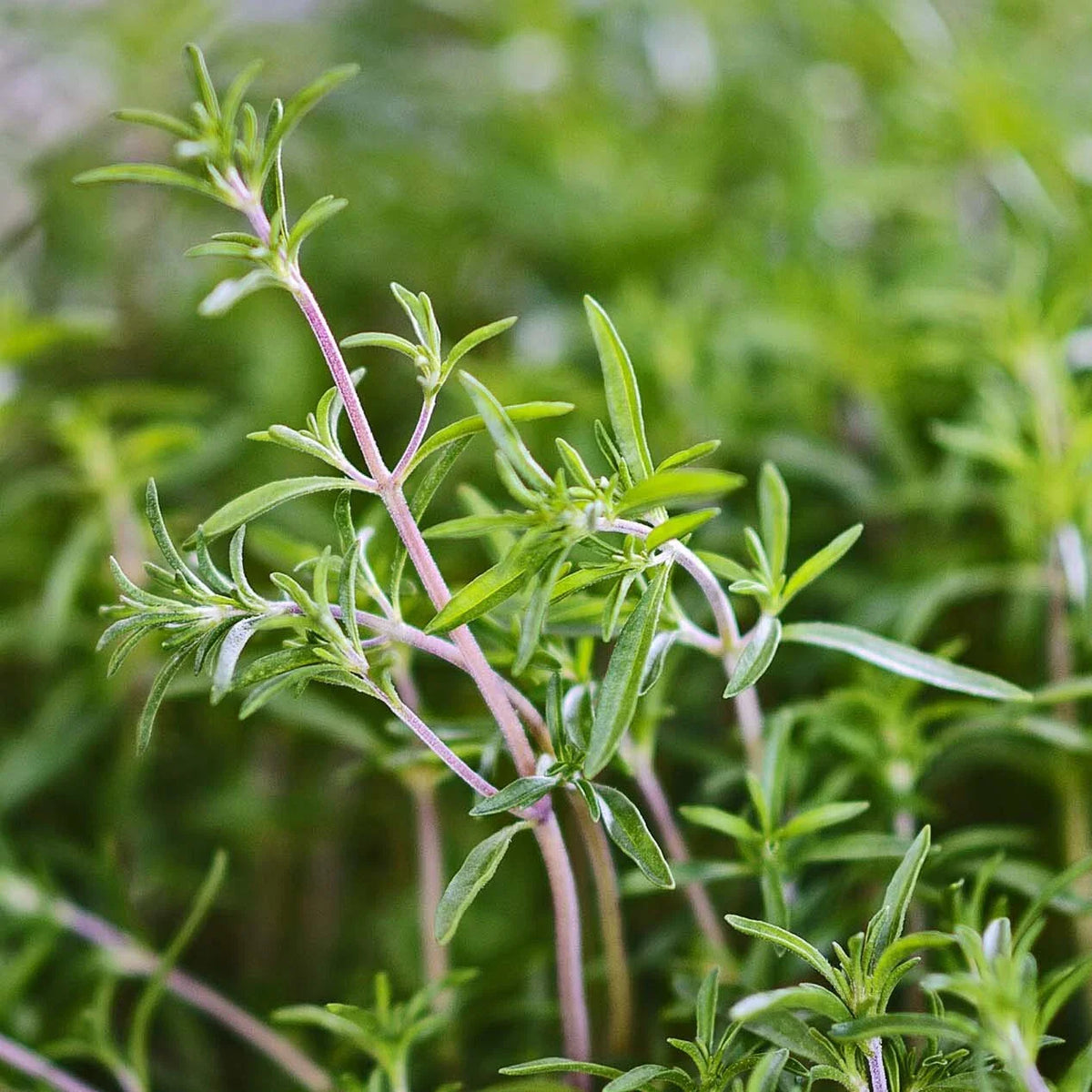 Summer Savory Herb Seeds - 200 Heirloom Seeds - Healthy Green Annual Perennial (Satureja hortensis)