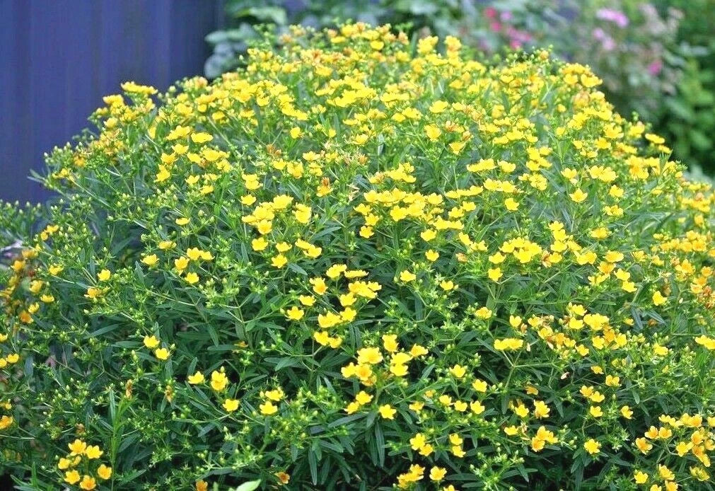 Great St. John's Wort Seeds - 501+ Pack - Native Wildflower Shrub - Medicinal Herb - Hypericum perforatum