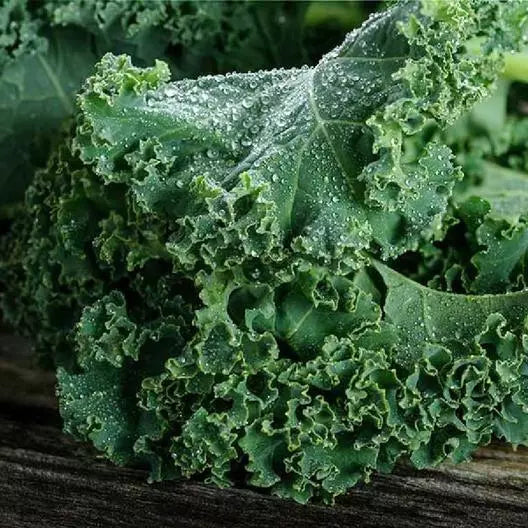 Kale Microgreens Seeds - Blue Curled Scotch Vates Heirloom - Non-GMO - 500 Seeds