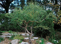 Corkscrew Willow Tree Cuttings - Live Branches with Curled Leaves - Salix babylonica 'Tortuosa' - 2 Pack