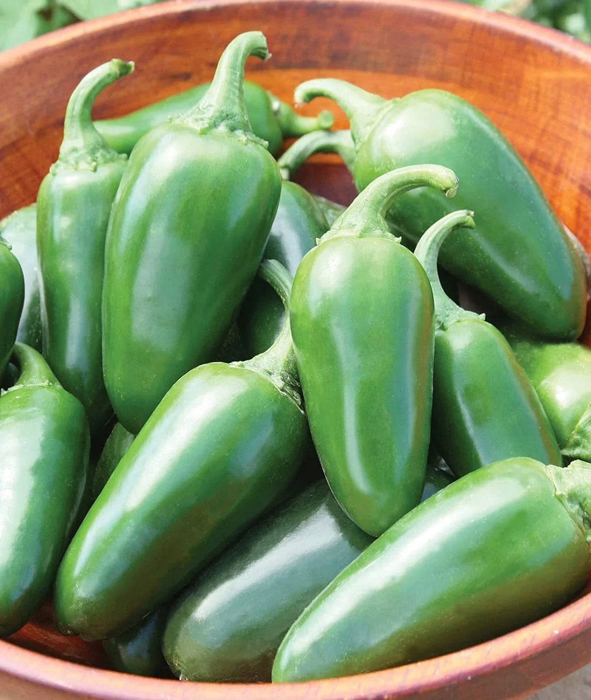 Bulk Jalapeno Pepper Seeds - 500 Seeds - Versatile Spicy Pepper for Planting (Capsicum annuum)
