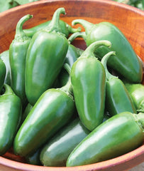 Bulk Jalapeno Pepper Seeds - 500 Seeds - Versatile Spicy Pepper for Planting (Capsicum annuum)