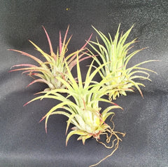 Tillandsia Ionantha Air Plants - Blushing Bride Bromeliads - Set of 3