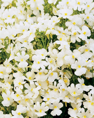 Nemesia Seeds - 150 Count Packet - Poetry Innocense White - Perennial Cape Snapdragon (Nemesia strumosa)
