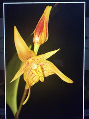 Bulbo Orchid Plant Bulbs - Small Bare Root Variety - 15 Different Options - Perfect for Gardening and Home Decor