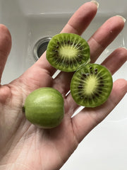 Issai Kiwiberry Seeds - 25 Pack - Arctic Grape Superfruit Garden Plant - Hardy Fast Growing (Actinidia arguta)