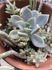 Graptopetalum Paraguayense Ghost Plant Cuttings in 2” Pot - Succulent, Easy Care Indoor Plant, Unique Grey Color