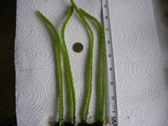 Bare Root Dragon Fruit Seedlings Lot of 4 | Dragonfruit Plant | Hylocereus spp.
