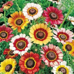 Painted Daisy Seeds - Mixed Colors - Perennial Non-GMO - Ideal for Pollinators & Butterflies - 200 Count