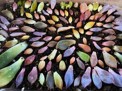 Assorted Succulent Leaves for Propagation - Variety Pack - Ideal for Planting - Free Shipping