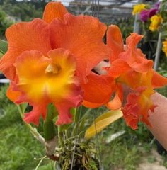 Cattleya Orchid Plant, 4.5" Pot, Rlc Star Of Siam, Near Blooming Size, Exotic Flowering Houseplant