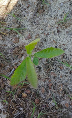 Sawtooth Oak Seedlings 5-Pack Fast-Growing Quercus acutissima Live Plants