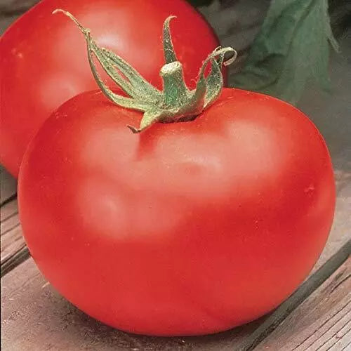 Big Boy Tomato Seeds (F1 Hybrid) | Non-GMO Heirloom Variety | Burpee | Free Shipping