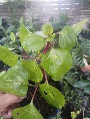 Millonaria Swedish Ivy Plant 4" Pot Crepe Charlie, Plectranthus verticillatus, Planta de Dinero