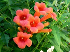 Hummingbird Trumpet Creeper Vine Seeds - 70 Count - Campsis Radicans - Attracts Hummingbirds, Vibrant Flowers