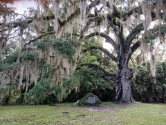 Live Oak Tree 6"-12" Evergreen Quercus Virginiana 4 Rooted TX Florida Plants