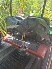 XL Rare Philodendron Black Majesty Plant, Fully Rooted, Ships from FL, Philodendron 'Black Majesty'