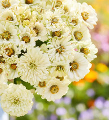 Zinnia Seeds 100 Pack Cactus Snowman White Heirloom for Moon Garden Butterflies - Zinnia elegans