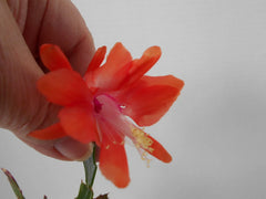 Schlumbergera Starter Plant - Thor Wild Orange - Christmas Cactus - Easy Care Indoor Succulent