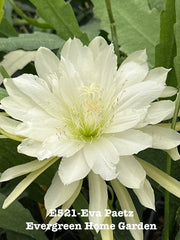 Epiphyllum Orchid Cactus "Eva Paetz" in 4” Starter Pot - Rooted Plant - Tropical Houseplant - Succulent Variety