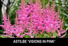 Astilbe Bare Root Starter Plants - 'Visions in Pink' - Shade Perennial - Perfect for Gardens - USA
