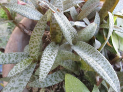 Drimiopsis Live Plants - Silver Squill, 4 Bulb Clusters - Ledebouria Socialis, Indoor Houseplants