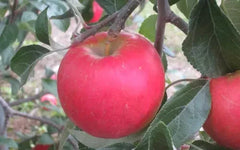 Pixie Crunch Apple Seeds - 25 Seeds for Garden Planting - Malus domestica - USA