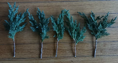 Pre Bonsai Juniper Cuttings 6-8 inch Green Mound Juniper (Juniperus procumbens) - 5 Pack