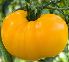 Yellow Brandywine Tomato Seeds 50+ Indeterminate Heirloom Vegetable Garden Seeds